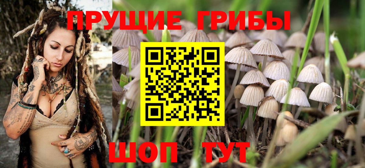 Михайловка  Псилоцибиновые грибы ЛСД  Псилоцибиновые грибы Psilocybine cubensis  Вход с VPN 